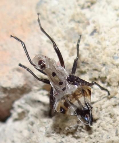 Réf. 214 078 : Pyrrhocoris apterus